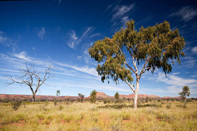 _MG_4606mw.jpg - The living and the dead - West MacDonnell Ranges, NT